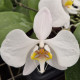 PHALAENOPSIS AMABILIS WILD SHAPE