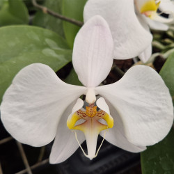 PHALAENOPSIS AMABILIS WILD SHAPE