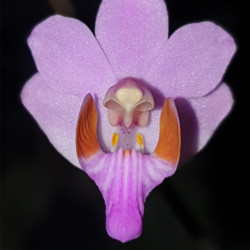 PHALAENOPSIS PULCHERRIMA