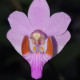 PHALAENOPSIS PULCHERRIMA MARMORATA X TYPO MOTTLED LEAVE