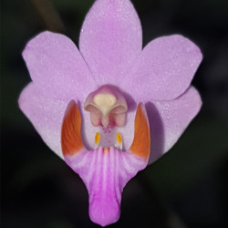 PHALAENOPSIS PULCHERRIMA MARMORATA X TYPO MOTTLED LEAVE