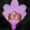 PHALAENOPSIS PULCHERRIMA MARMORATA X TYPO MOTTLED LEAVE