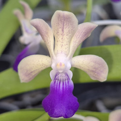 RHYNCHOSTYLIS COELESTIS X VANDA LUZONICA
