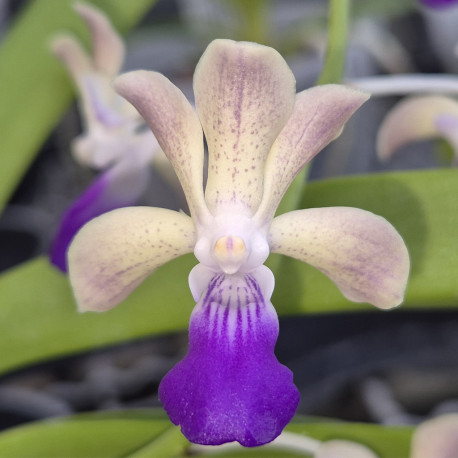 RHYNCHOSTYLIS COELESTIS X VANDA LUZONICA