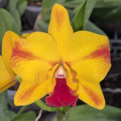 SOPHROLAELIOCATTLEYA AYRTON SENNA ESTORIL