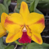 SOPHROLAELIOCATTLEYA AYRTON SENNA ESTORIL