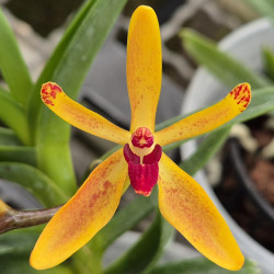 VANDA CRISTATA X RENANTHERA VIETNAMICA