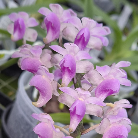 AERIDES MAGNIFICA PINK