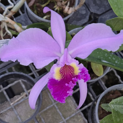 CATTLEYA CARMEN LUEDDEMANIANA X WARSCEWICZII