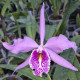 CATTLEYA MAXIMA DARK