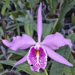 CATTLEYA MAXIMA DARK