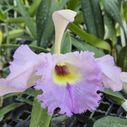 LAELIOCATTLEYA BEARWOODENSIS C.G. ROEBLING BLU X BRASSAVOLA DIGYANA