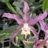 SCHOMBURGKIA THOMSONIANA X CATTLEYA LODDIGESII