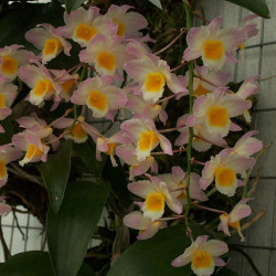 DENDROBIUM FARMERI