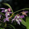 DENDROBIUM HERCOGLOSSUM