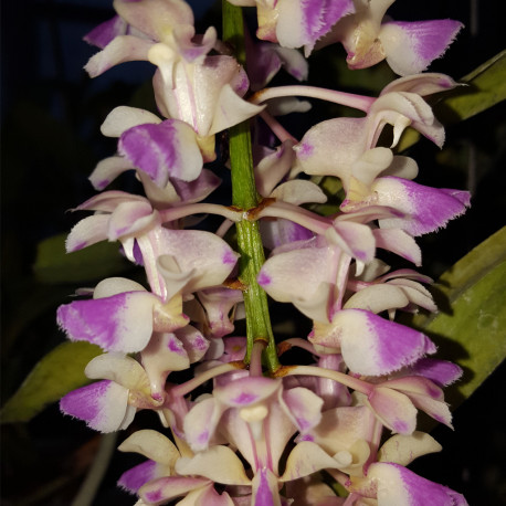 AERIDES FALCATA