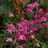 DENDROBIUM KINGIANUM