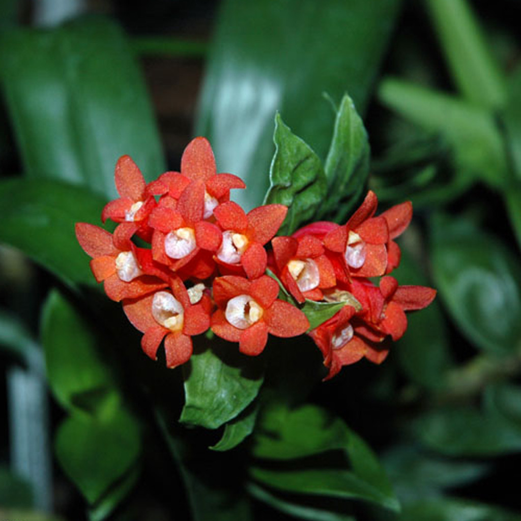Kết quả hình ảnh cho Dendrobium lawesii