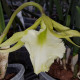 BRASSAVOLA JIMINEY CRICKET SURPRISE BEAUTY