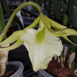 BRASSAVOLA JIMINEY CRICKET SURPRISE BEAUTY