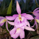 BRASSOCATTLEYA MAIKAII MAYUMI