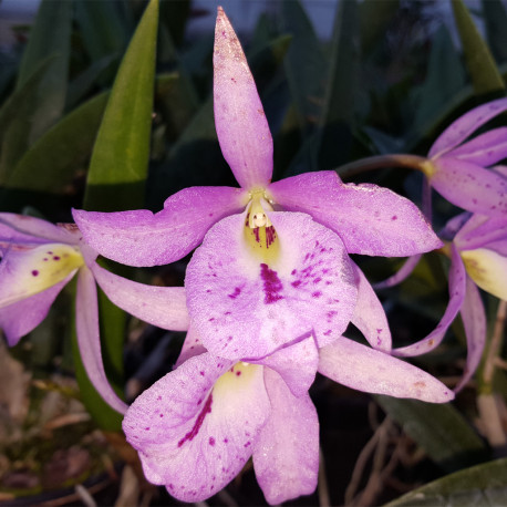 BRASSOCATTLEYA MAIKAII MAYUMI