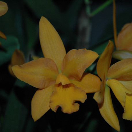 LAELIOCATTLEYA GOLD NUGGET