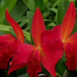 SOPHROLAELIOCATTLEYA JEWEL BOX DARK WATERS