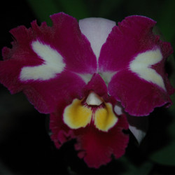 BRASSOLAELIOCATTLEYA CHINESE BEAUTY ORCHID QUEEN