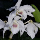 DENDROBIUM NOBILE ALBA