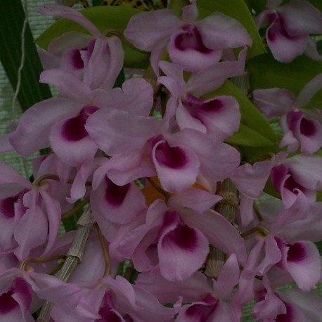 DENDROBIUM PARISHII X NESTOR