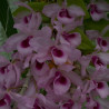 DENDROBIUM PARISHII X NESTOR
