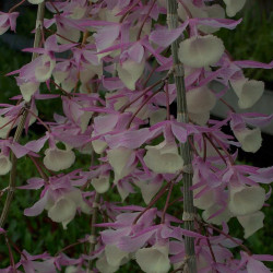 DENDROBIUM PIERARDII