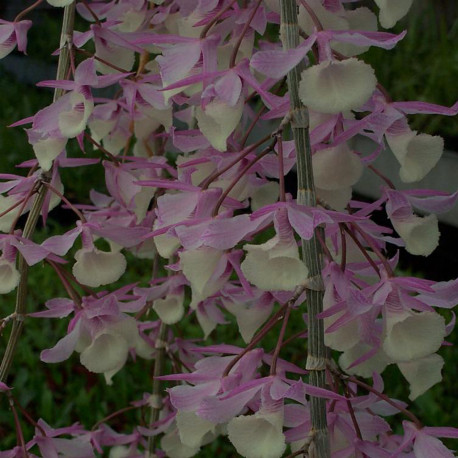 DENDROBIUM PIERARDII