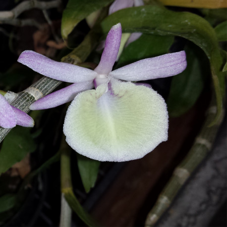 DENDROBIUM PRIMULINUM