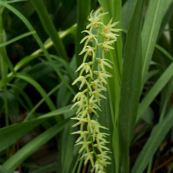 DENDROCHILUM FILIFORME