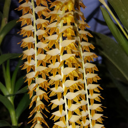 DENDROCHILUM MAGNUM