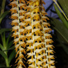 DENDROCHILUM MAGNUM
