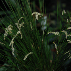 DENDROCHILUM TENELLUM