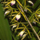 ENCYCLIA BRASSAVOLAE