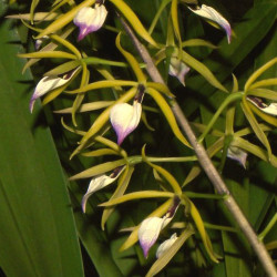 ENCYCLIA BRASSAVOLAE