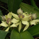 ENCYCLIA FRAGRANS