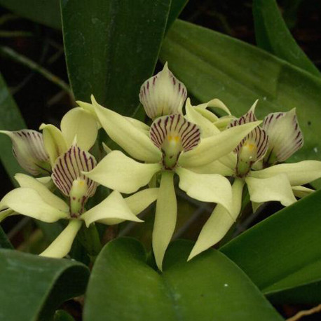 ENCYCLIA FRAGRANS