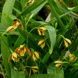 ENCYCLIA LIVIDA