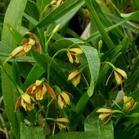 ENCYCLIA LIVIDA