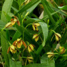 ENCYCLIA LIVIDA