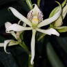 ENCYCLIA SP. ECUADOR