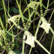 BRASSIA REX