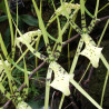 BRASSIA REX
