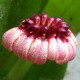 BULBOPHYLLUM CURTISII